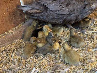 Ducklings