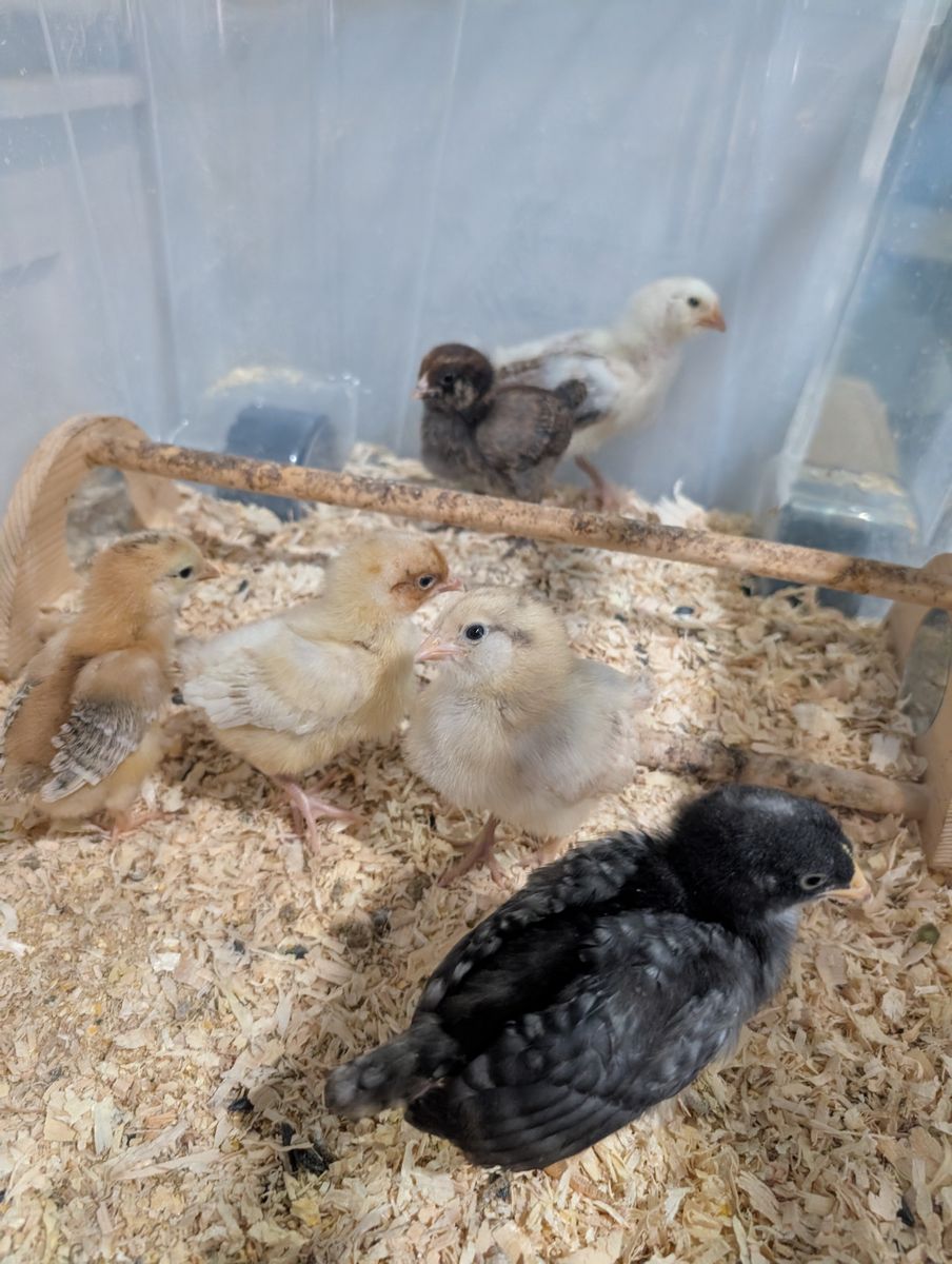 Chicks pullets Salmon Favorelle and Easter Egger