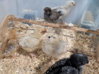 Chicks pullets Salmon Favorelle and Easter Egger