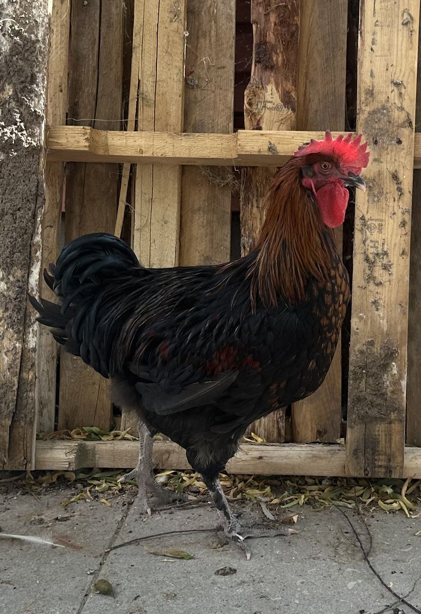 2 Young Roosters - Healthy Farm Poultry