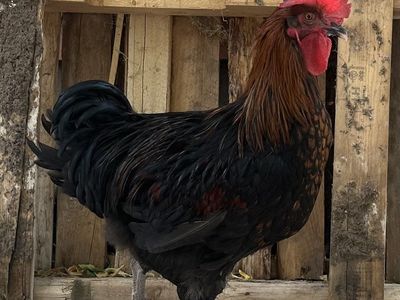 2 Young Roosters - Healthy Farm Poultry