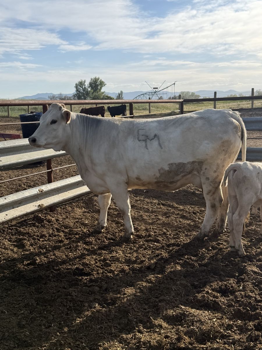 4 Year Old Charolais Pair