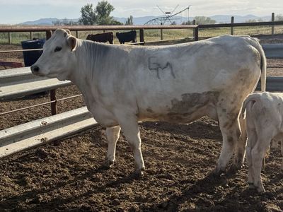 4 Year Old Charolais Pair