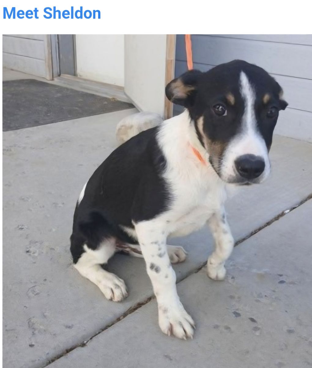 Sheldon, 6 month old border collie mix
