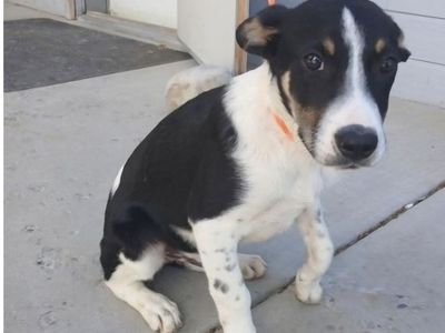 Sheldon, 6 month old border collie mix