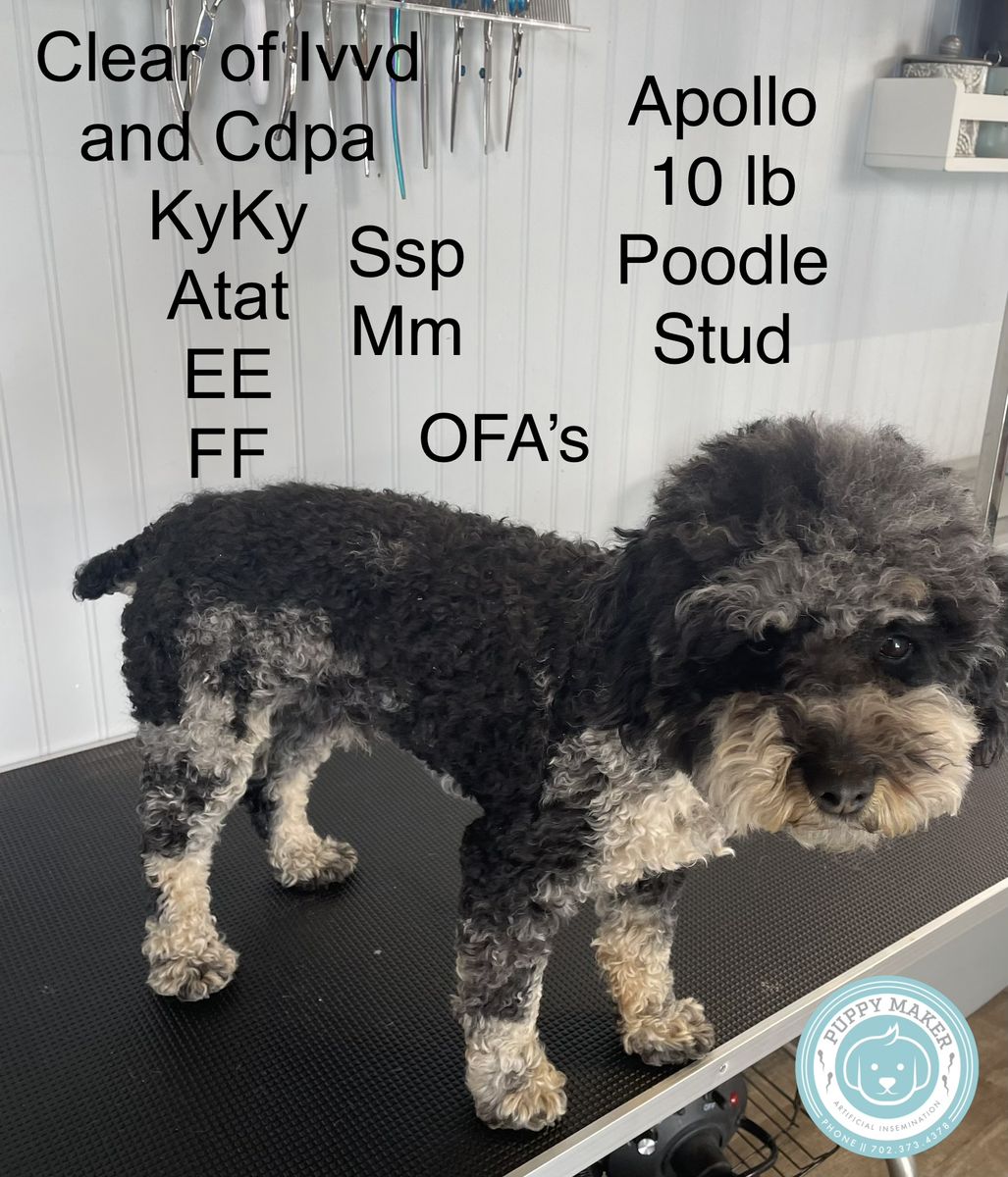 Akc Male Poodle