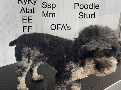 Akc Male Poodle