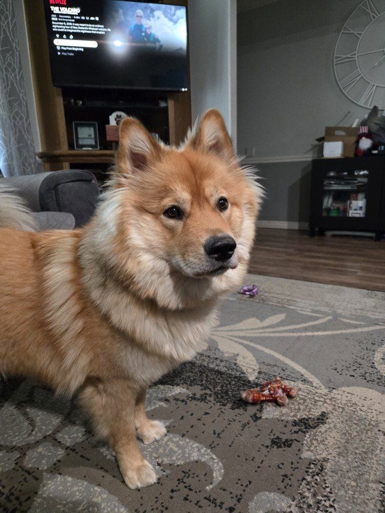 Female chow/shepherd  mix
