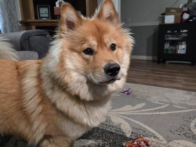 Female chow/shepherd mix