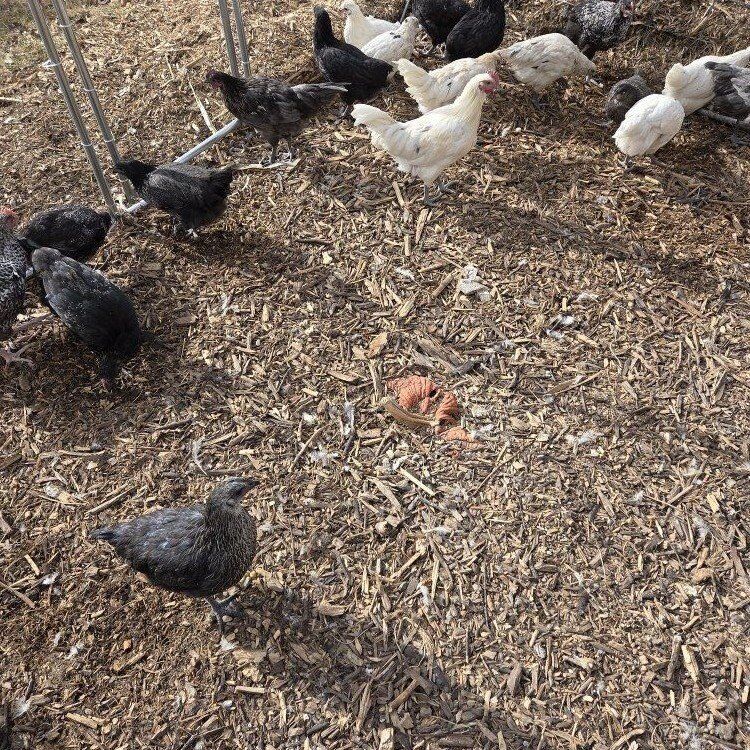 Hens Chickens Pullets 5 Months Old!