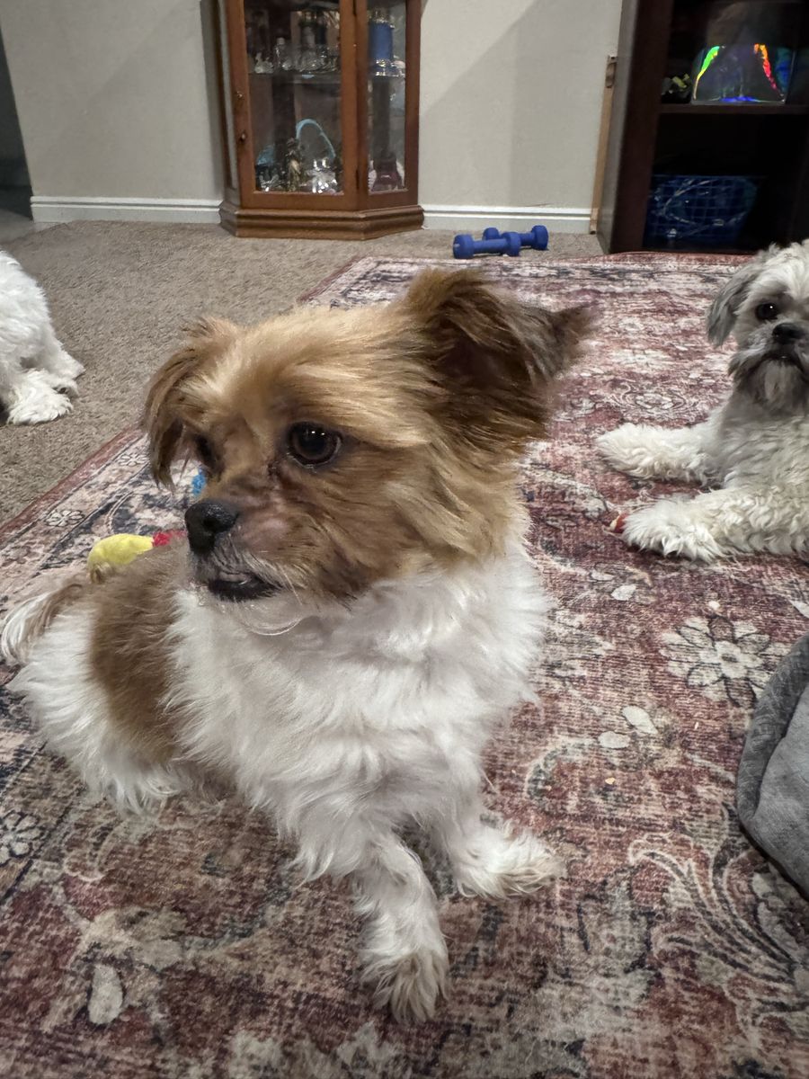 Shih Tzu
