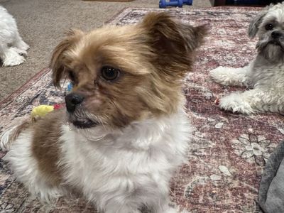 Shih Tzu