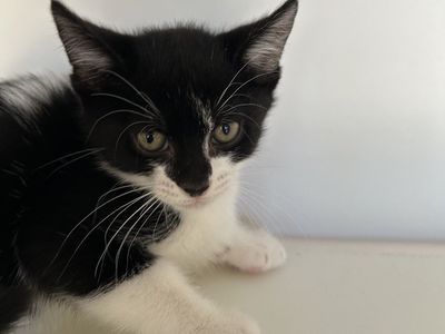 Hello my name is Vienna