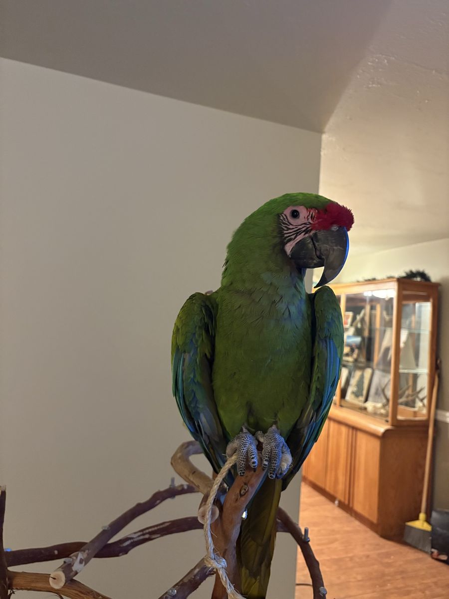 Female military Macaw