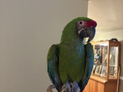 Female military Macaw