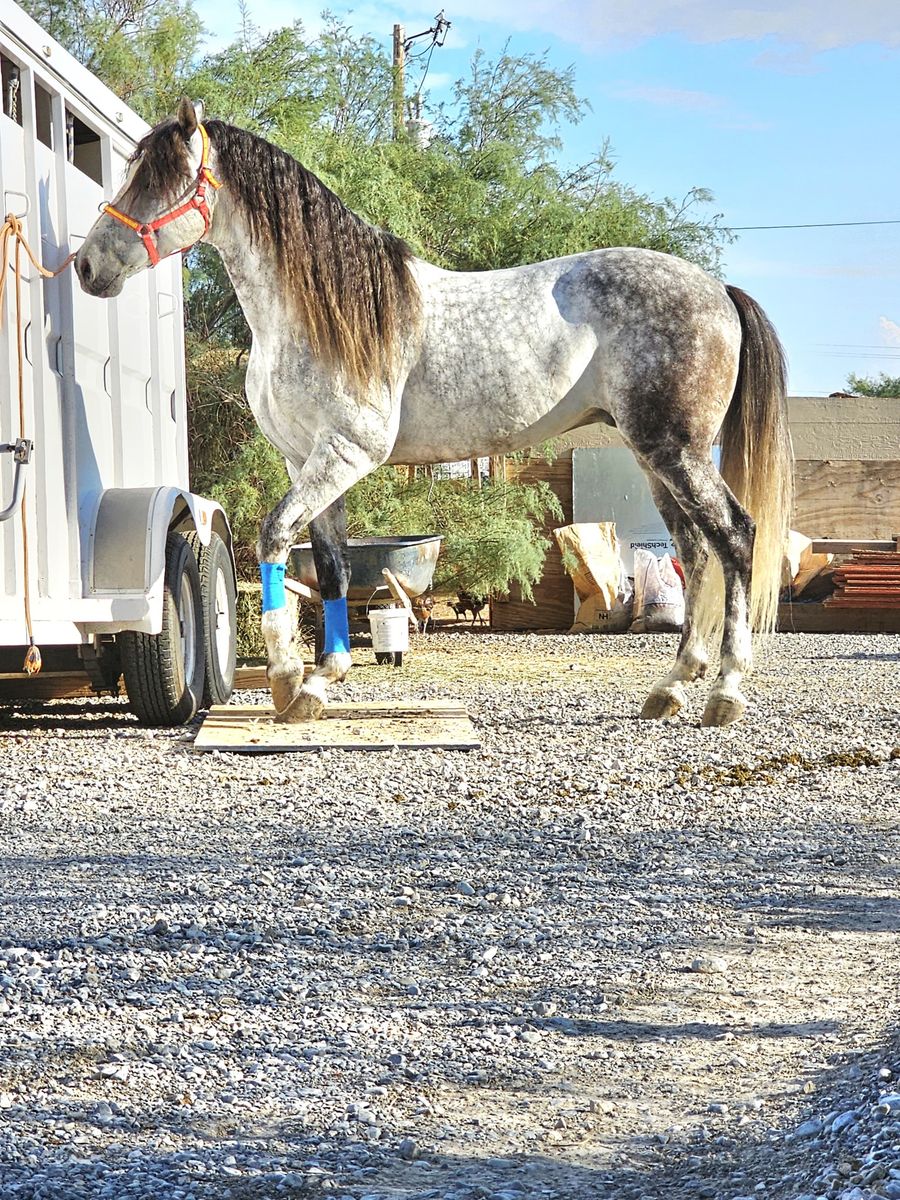 Registered PRE Horse - Travieso L (2021 Dapple Grey Colt/Stallion)