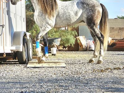Registered PRE Horse - Travieso L (2021 Dapple Grey Colt/Stallion)