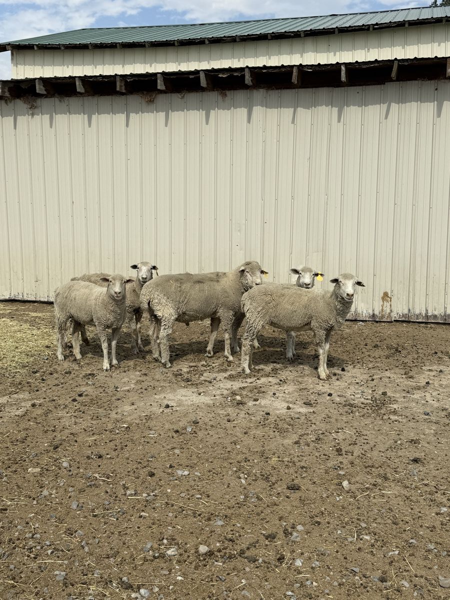 White Face Ewes and Ram