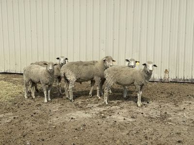 White Face Ewes and Ram