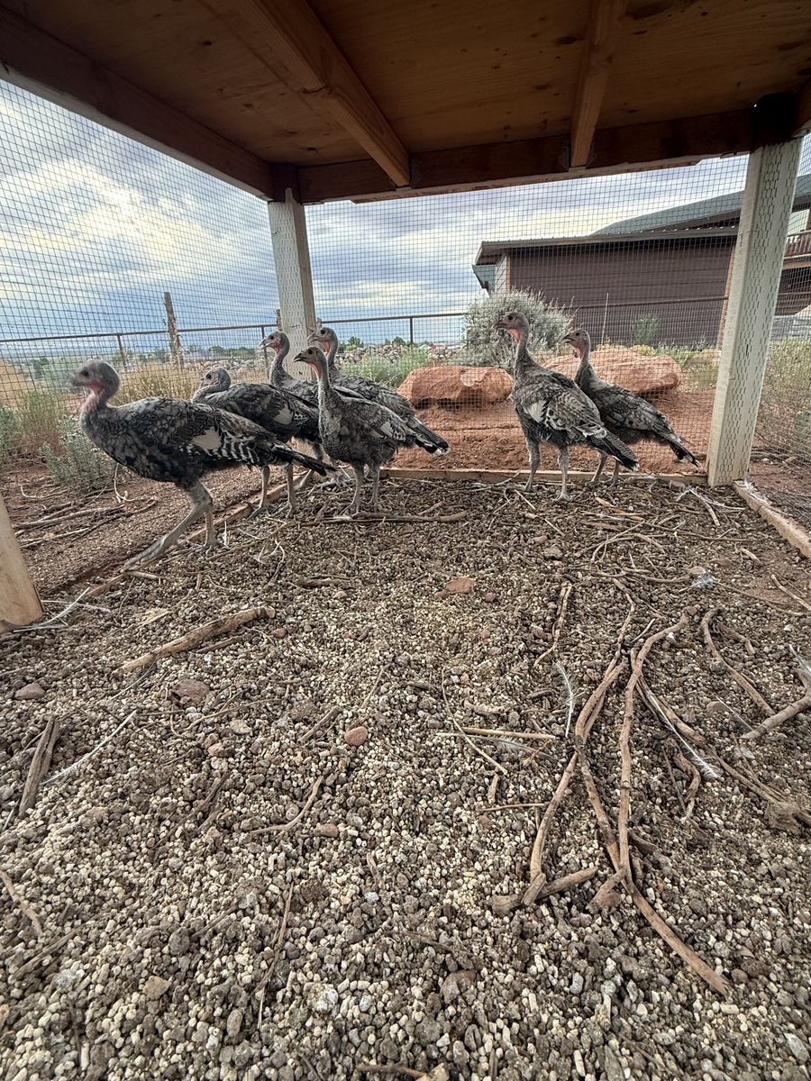 Narragansett Turkey Poults
