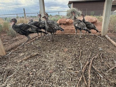 Narragansett Turkey Poults