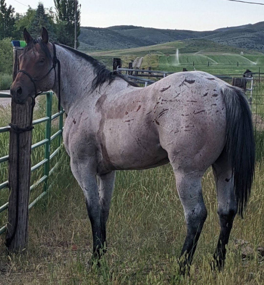 AQHA BAY ROAN STANDING AT STUD