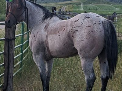AQHA BAY ROAN STANDING AT STUD