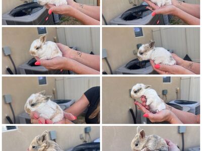 Bunnies For Sale