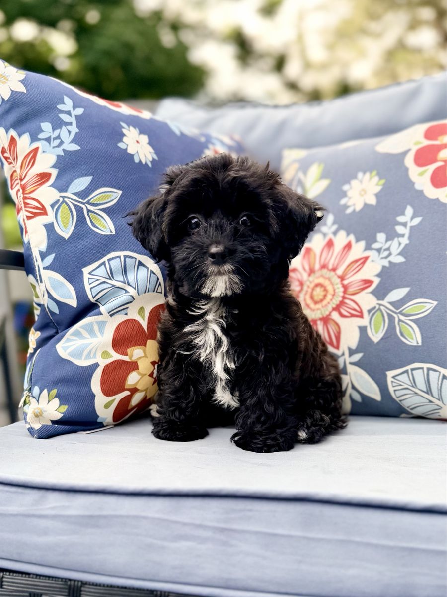 Adorable black Maltipoo female - Read Ad