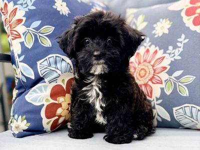 Adorable black Maltipoo female - Read Ad