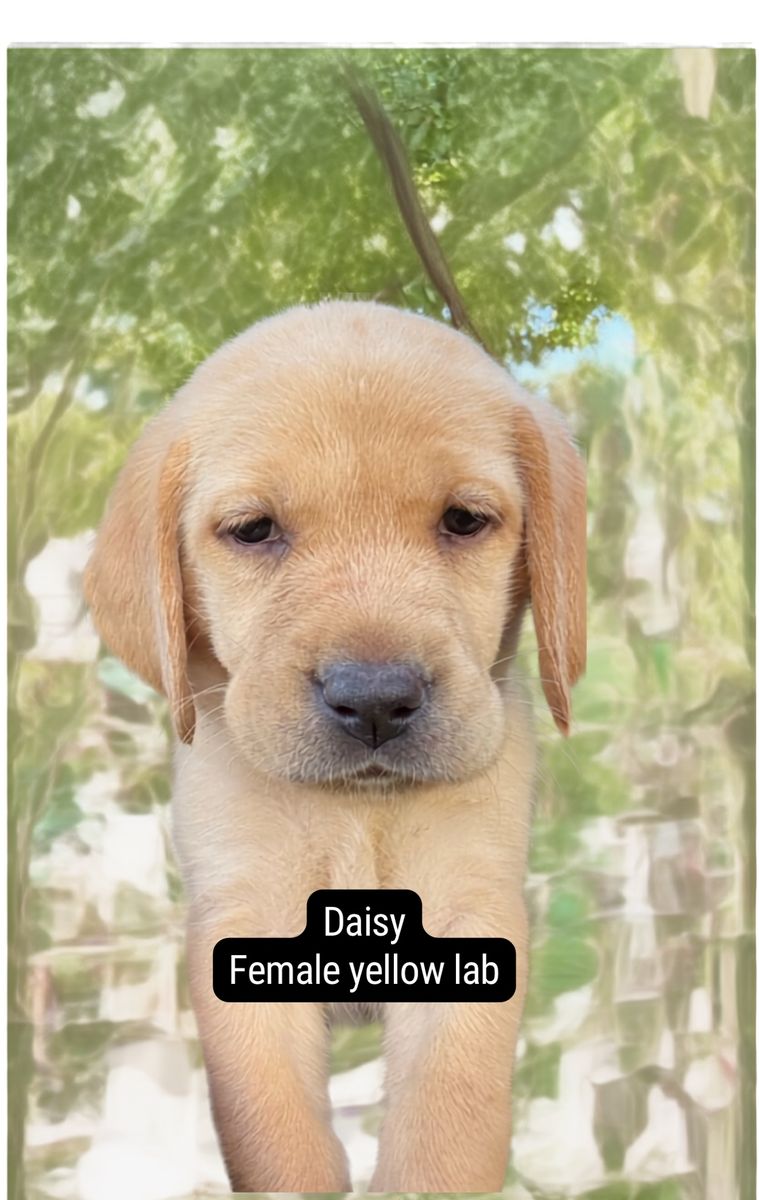 AKC Lab Retriever Puppies - Ready Now!
