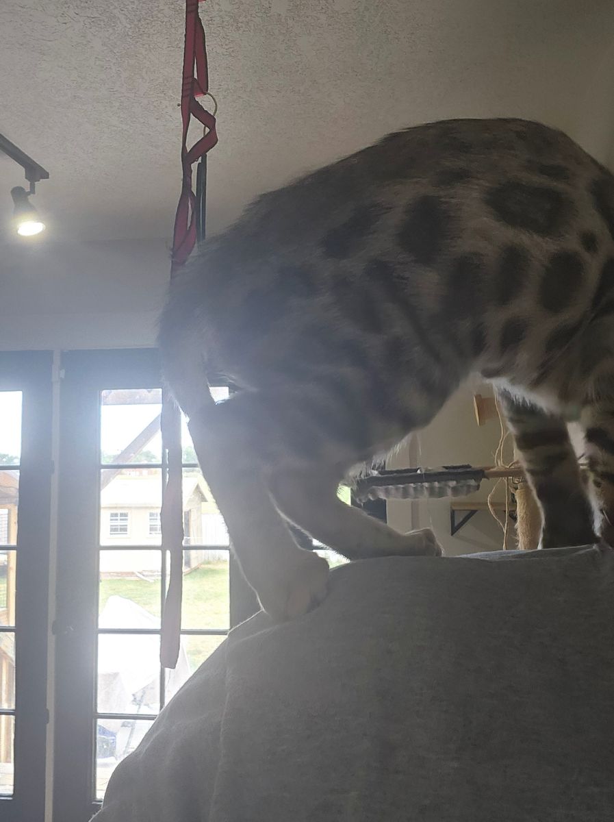AFFECTIONATE Female Silver Bengal Kitten | TICA Registered | 1 Year Health GUARANTEE