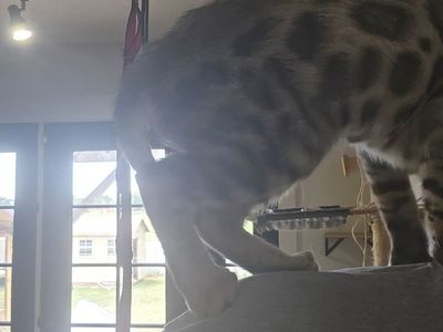 AFFECTIONATE Female Silver Bengal Kitten | TICA Registered | 1 Year Health GUARANTEE
