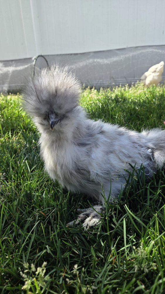 Splash Silkie Cockrel