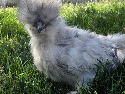 Splash Silkie Cockrel