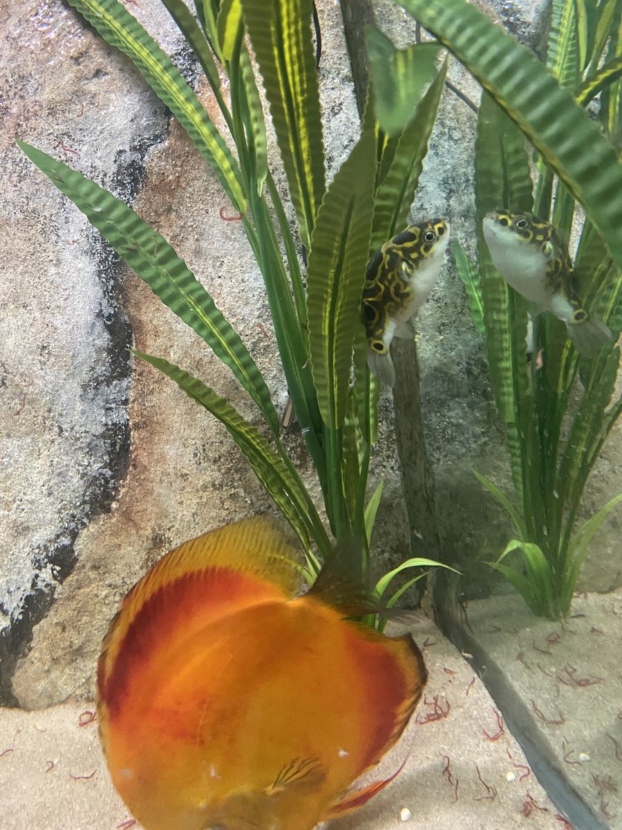Pufferfish for sell