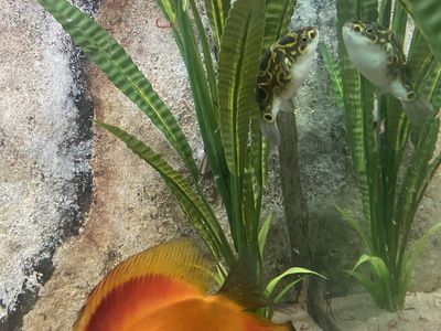 Pufferfish for sell