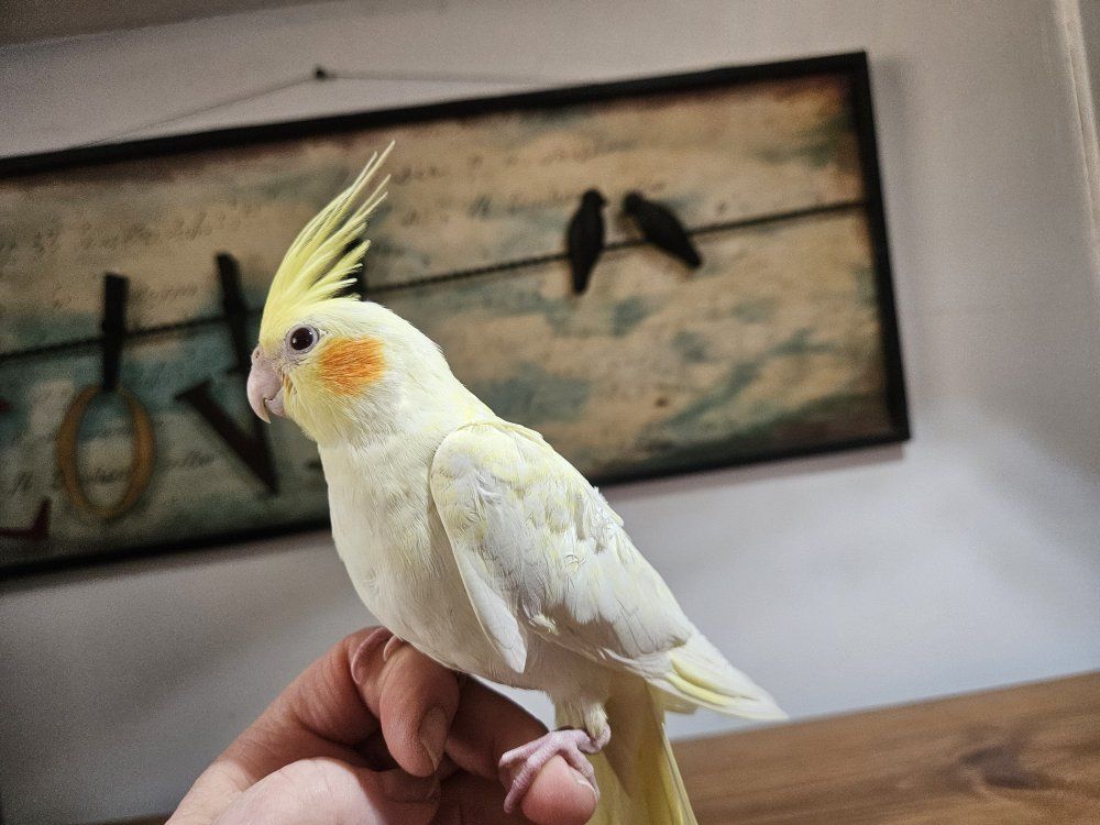 Hand Fed Baby Lutino Cockatiel