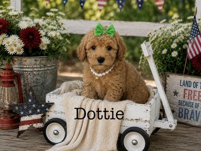 Adorable Mini- Medium Size Goldendoodle Puppies!