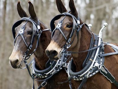 Draft Molly Mule Team - Shilo & Milo