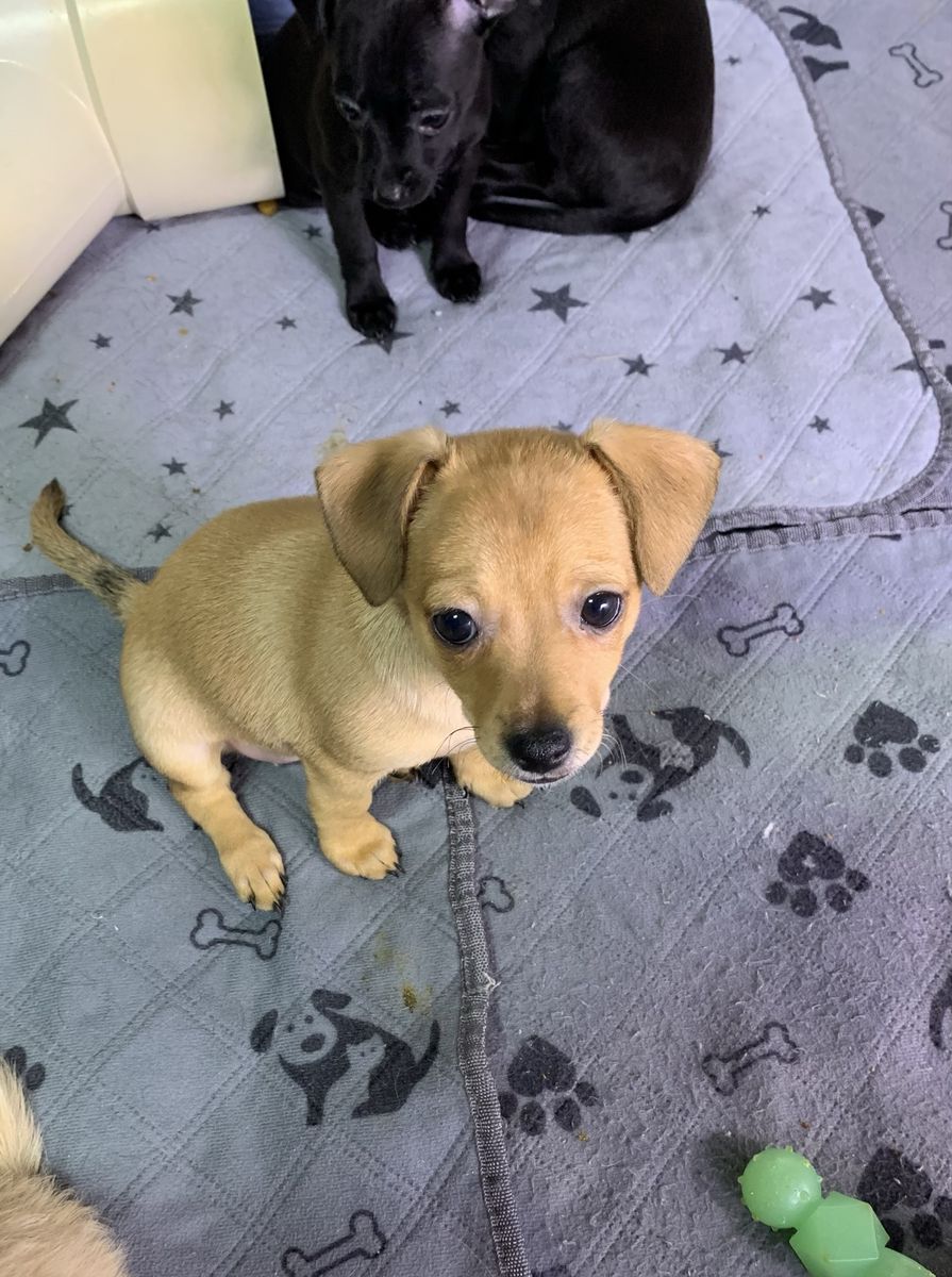 8 weeks old Chihuahua Puppies
