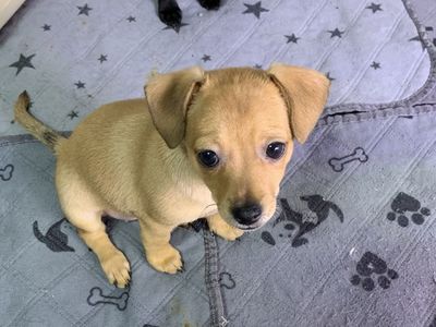 8 weeks old Chihuahua Puppies
