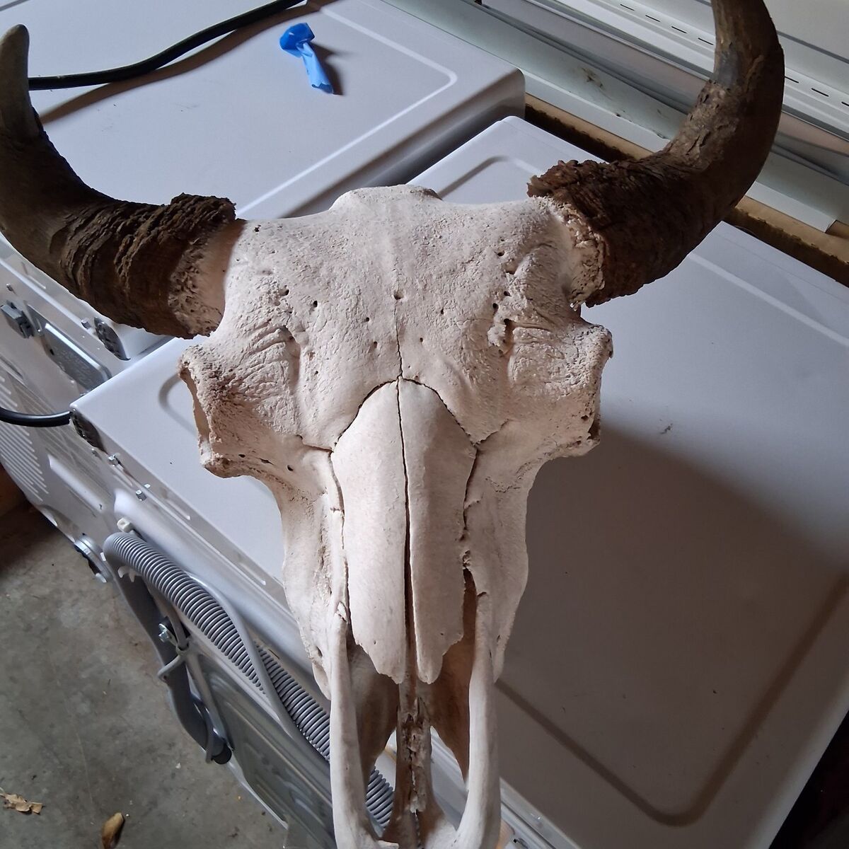 Buffalo skull