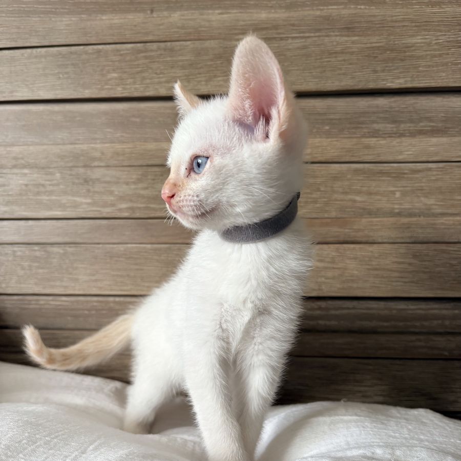 Flame Point Kittens