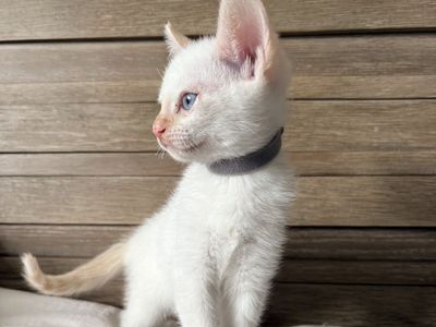 Flame Point Kittens