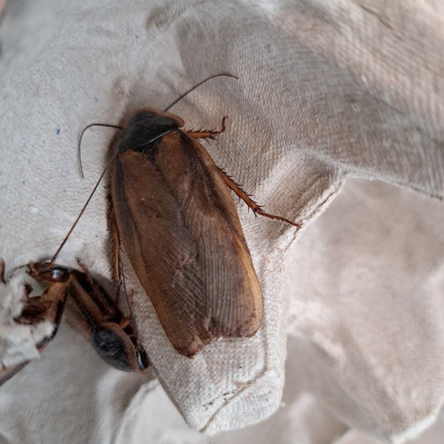 Dubia Roaches - Male