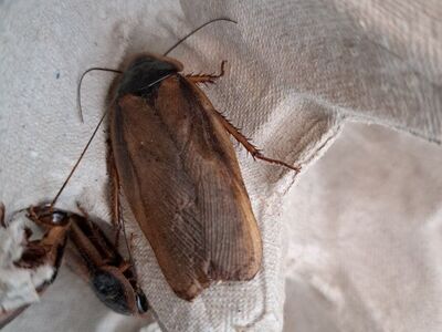 Dubia Roaches - Male