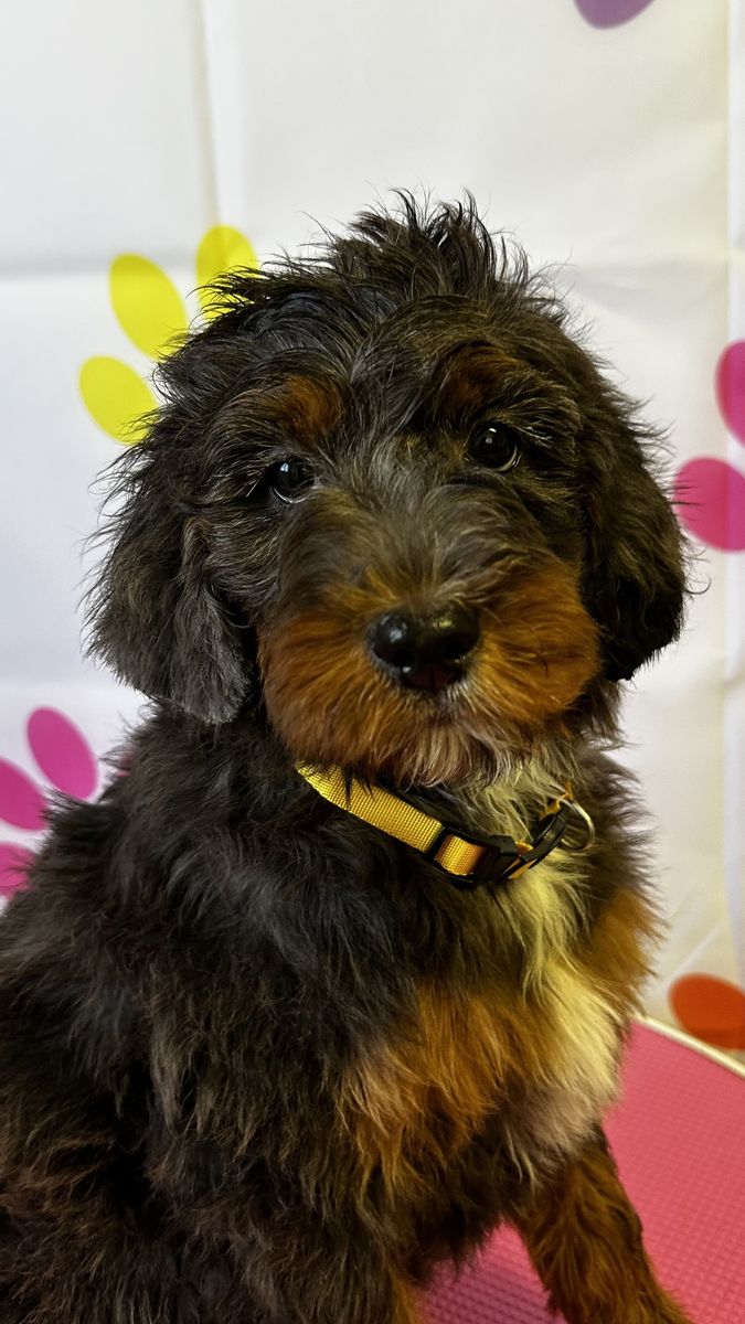 Female Goldendoodle Bernedoodle