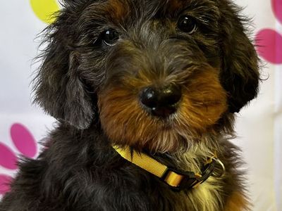 Female Goldendoodle Bernedoodle