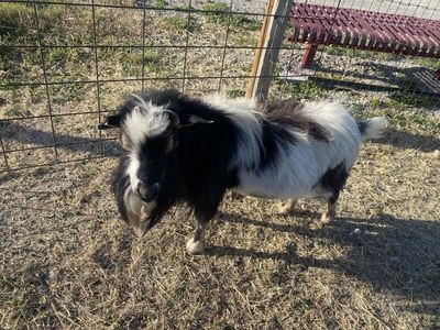 4 year old Proven Billy Goat with Blue Eyes